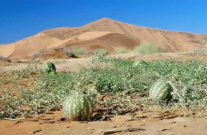Dưa Kalahari đại diện cho nguồn nước quý giá cho cả người Bushmen và động vật của sa mạc