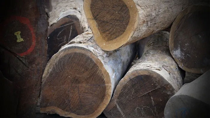 Gỗ Lignum Vitae