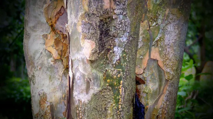 Lignum Vitae coi là một trong những loại gỗ nặng và cứng nhất thế giới.