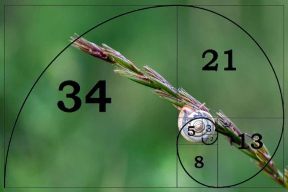 Chúng ta có thể thấy dãy Fibonacci ở mọi thứ xung quanh chúng ta.