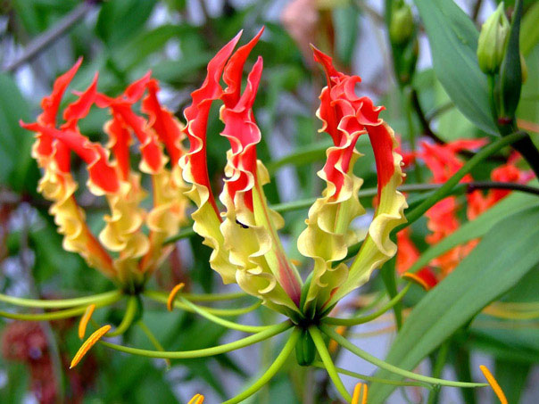 Hoa Gloriosa