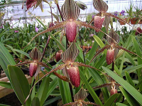 Hoa Gold of Kinabalu Orchid