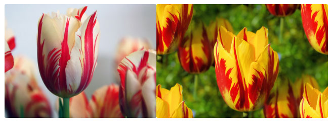 Hoa tulip thế kỷ 17