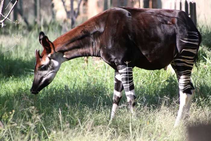 Okapi sống đơn lẻ, chúng ăn lá như hươu cao cổ.