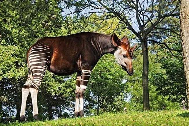 Okapi còn được gọi là hươu đùi vằn hay kỳ lân châu Phi