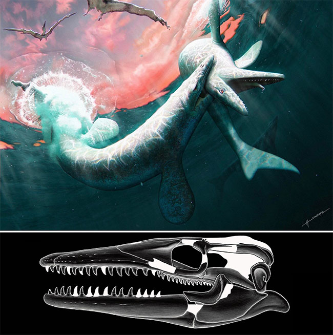 Loài này có lẽ là tiền thân của Mosasaurus vĩ đại. 