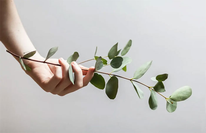 Không dùng trực tiếp chiết xuất lá bạch đàn.