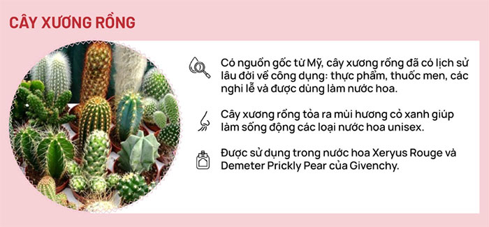 Cây xương rồng