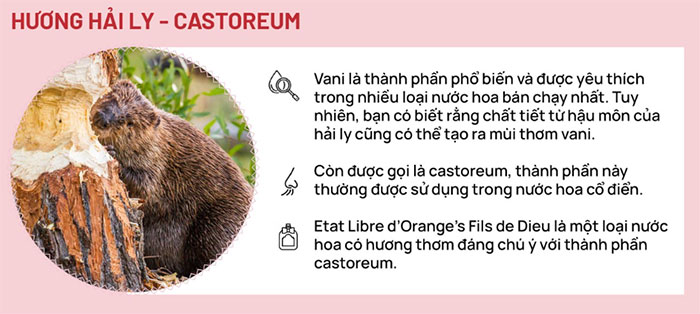 Hương hải ly