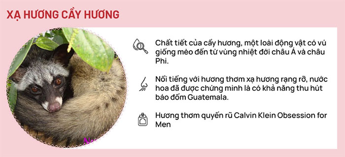 Xạ hương cầy hương