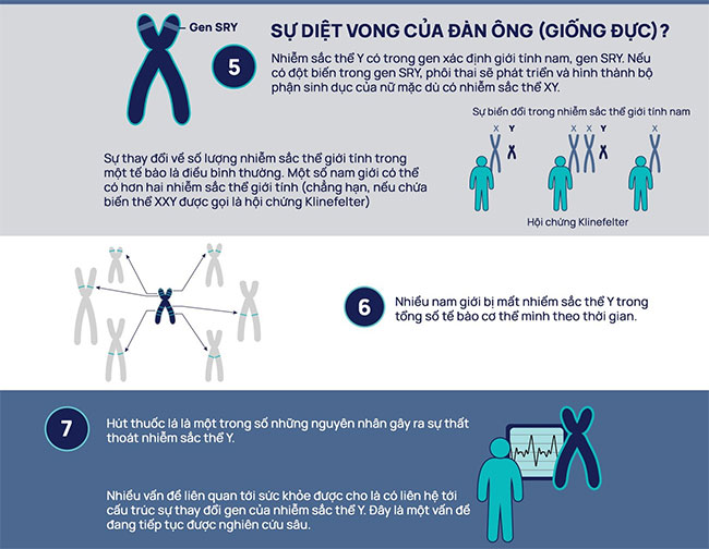 Nhiễm sắc thể Y sắp biến mất, điều gì sẽ xảy ra với đàn ông?