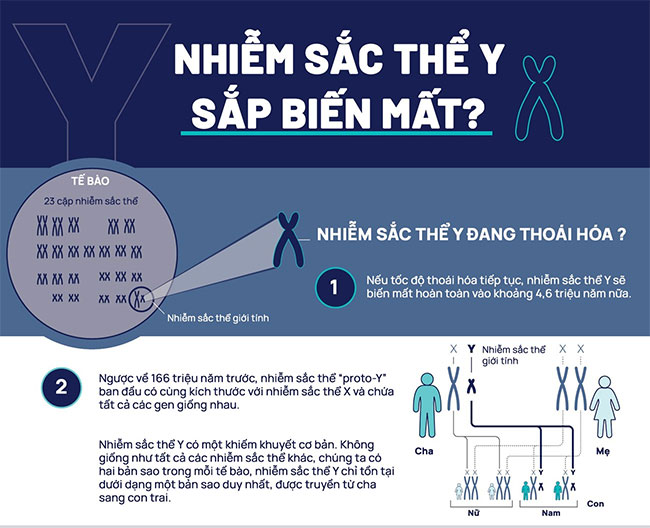 Nhiễm sắc thể Y sắp biến mất, điều gì sẽ xảy ra với đàn ông?