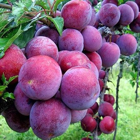 Mận có các đặc tính giúp kiểm soát lượng đường trong máu.