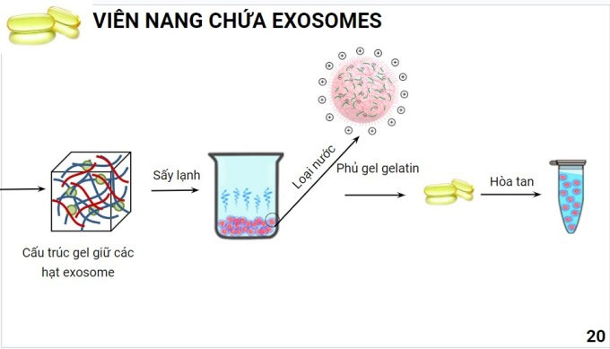 Một phần quy trình chế tạo viên nang chứa exosome của nhóm.
