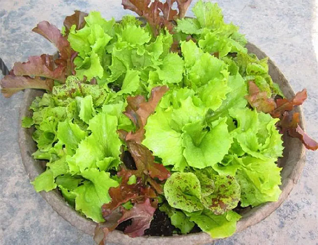 Xà lách có tác dụng trị khô, tiêu đờm, giảm ho vào mùa đông...
