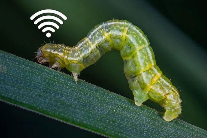 Sâu Caenorhabditis Elegans có hệ thống liên lạc như Wi-Fi.