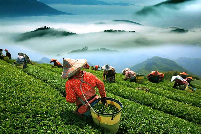 Trà Đông Phương mỹ nhân có xuất xứ từ Đài Loan, Trung Quốc.