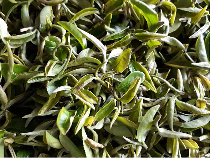 Những lá chè bị cắn lại tỏa ra mùi thơm dịu nhẹ vô cùng quyến rũ