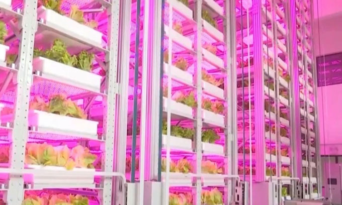 Cây trồng ở trang trại tự động được chăm sóc bằng hàng trăm loại đèn led màu khác nhau