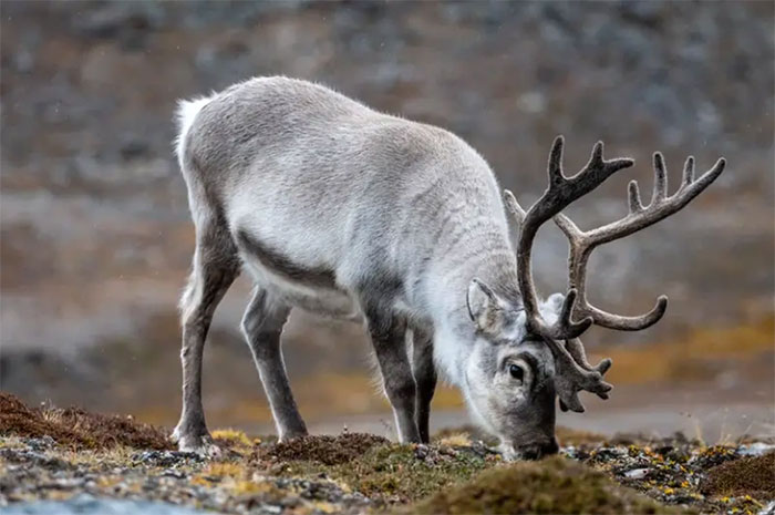 Một con tuần lộc Bắc Cực đang gặm cỏ trên vùng lãnh nguyên ở Svalbard.