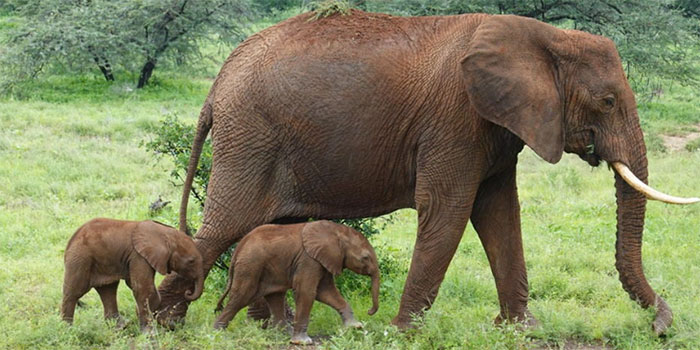 Voi mẹ Alto và cặp voi con sinh đôi trong Khu bảo tồn quốc gia Samburu