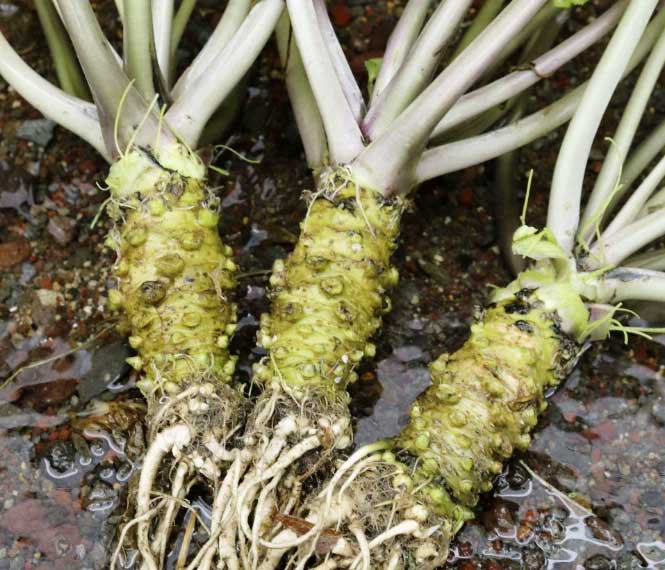 Cây Wasabi trồng ở Nhật Bản.