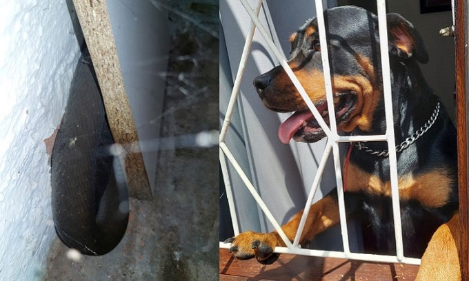 Chó rottweiler (phải) ngăn chủ ngồi lên ghế sofa nơi rắn mamba đen (trái) ẩn náu.