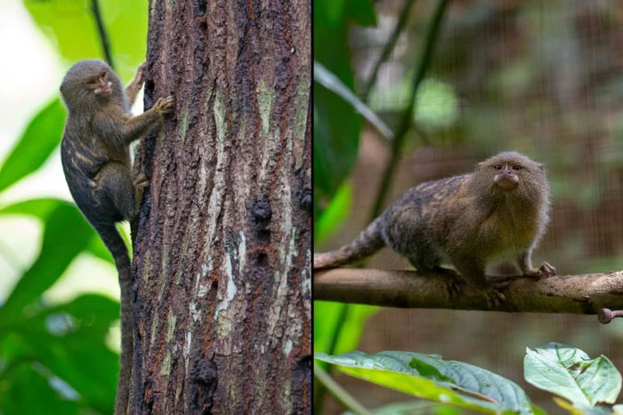 Khỉ đuôi sóc Pygmy là loài đặc hữu của Nam Mỹ