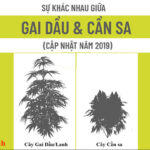 Phân biệt lá cây gai dầu/cây lanh và lá cây cần sa.