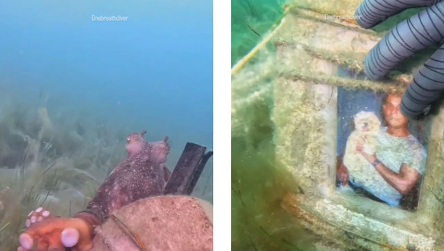 Con bạch tuộc đã dẫn thợ lặn đến bia mộ dưới nước.