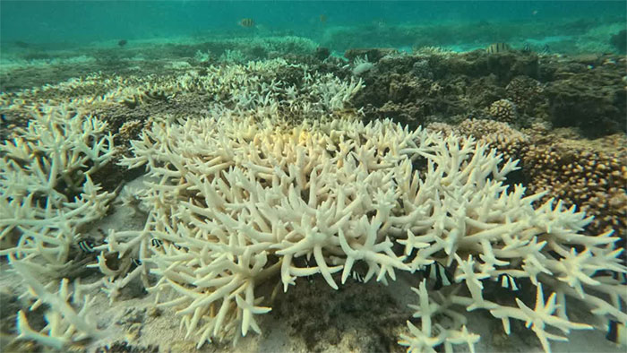 Hiện tượng tẩy trắng san hô