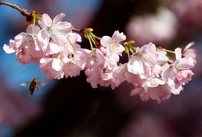 Hoa anh đào nở rộ thu hút loài ong đến thụ phấn.