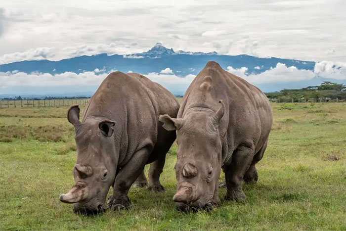 Hai con tê giác trắng phương Bắc cuối cùng còn sống trên Trái đất