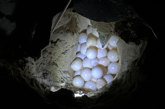 Tổ trứng con vích vừa đẻ