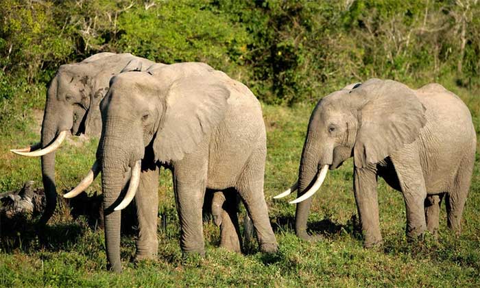 Đối với động vật trên cạn, voi có bộ não lớn nhất và thể hiện trí thông minh xã hội cao