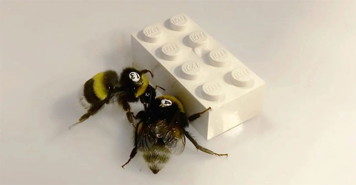 Những con ong chơi Lego trong nghiên cứu của các nhà khoa học Phần Lan