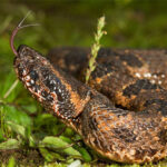 Rắn lục cườm Protobothrops mucrosquamatus.