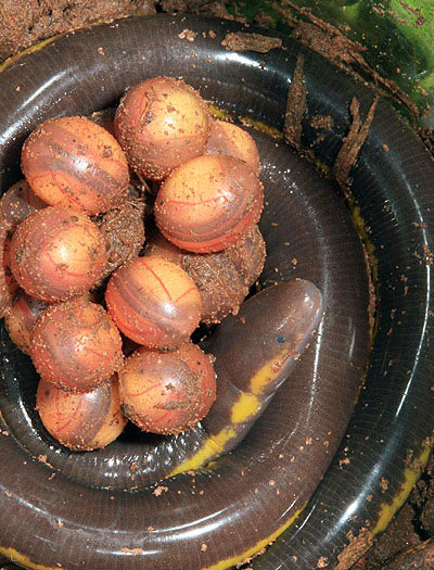 Chúng đẻ trứng ở gần chỗ có nước.