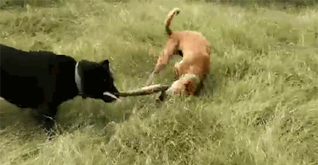 Cắn người đàn ông, trăn khủng bị 3 chó nhà tấn công điên cuồng