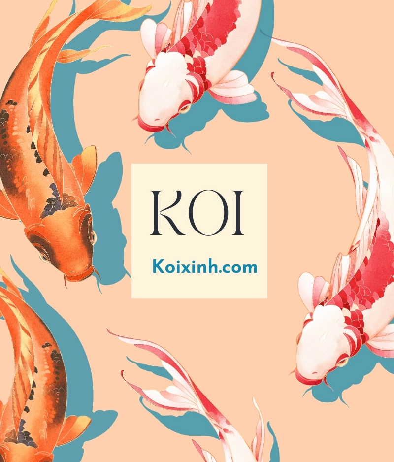 Dungcaxinh.agency - Làm Web và SEO Website cá cảnh Koixinh.com 1