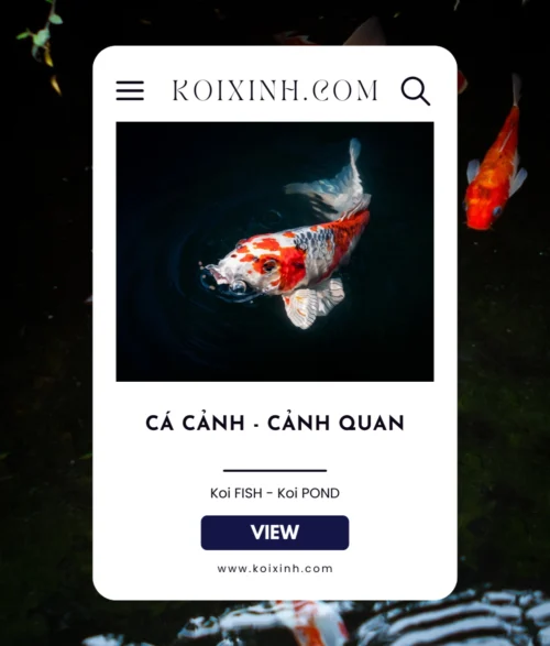 Dungcaxinh.agency - Làm Web và SEO Website cá cảnh Koixinh.com