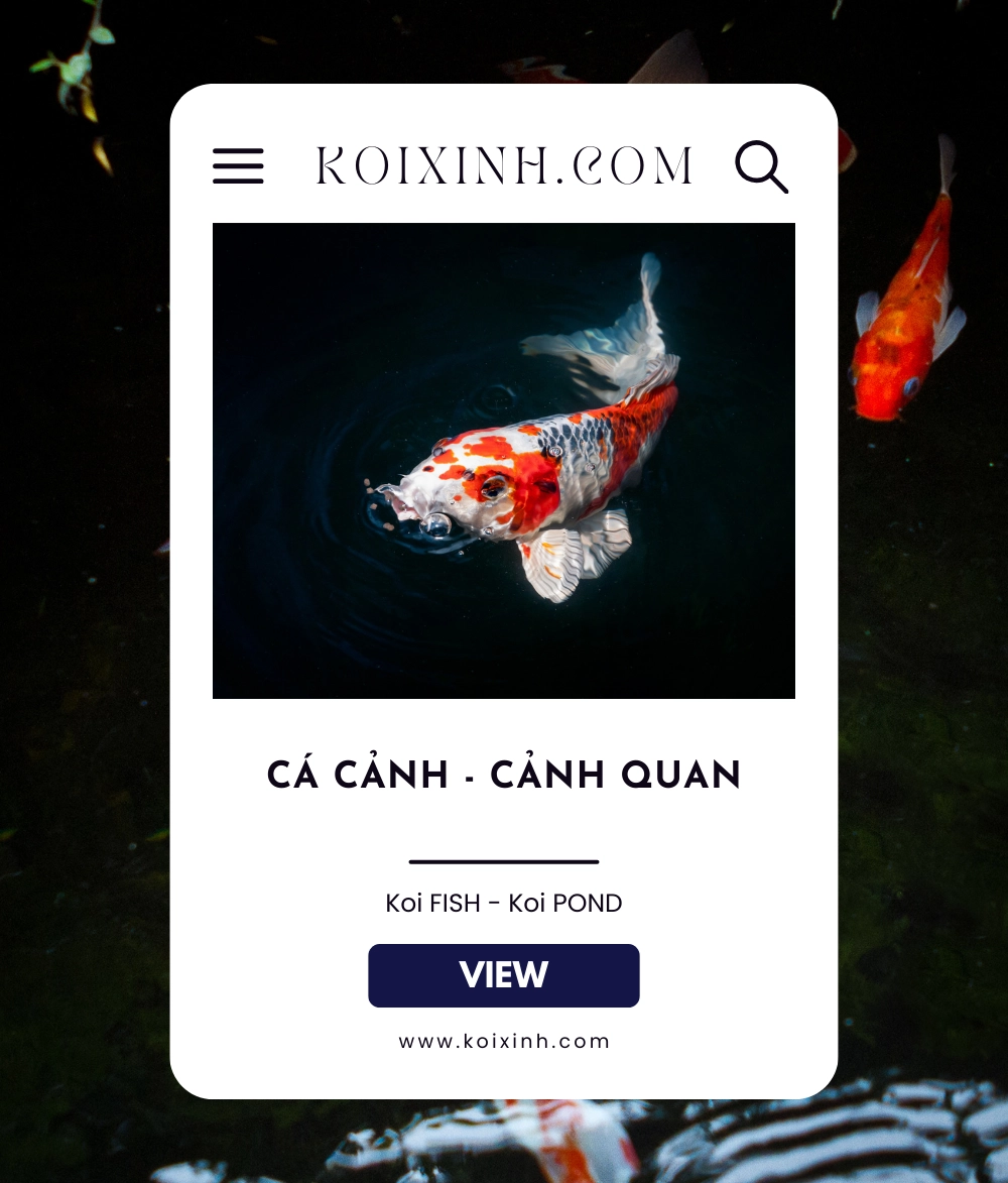 Dungcaxinh.agency - Làm Web và SEO Website cá cảnh Koixinh.com