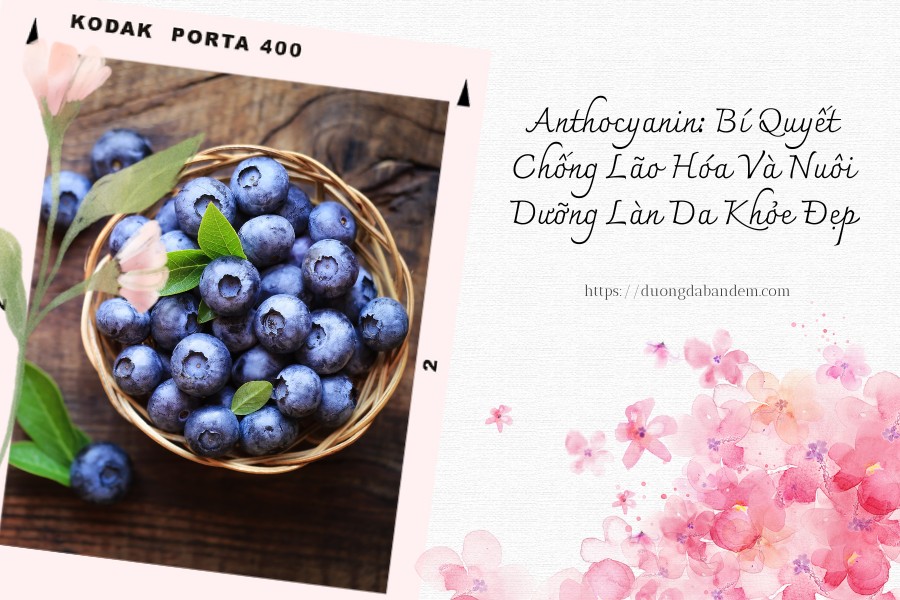 Anthocyanin Bí Quyết Chống Lão Hóa Và Nuôi Dưỡng Làn Da Khỏe Đẹp