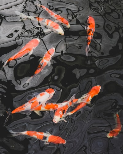 Cá Koi Kohaku – đầu đàn lý tưởng cho hồ Koi Nhật