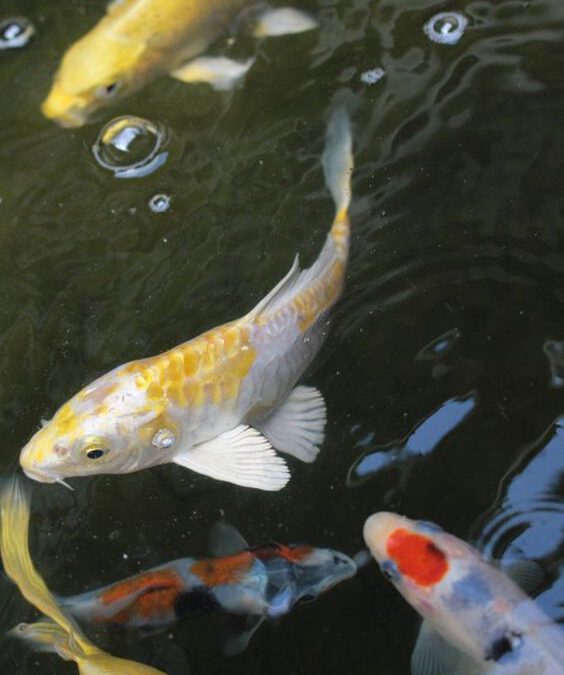 Koi Hariwake