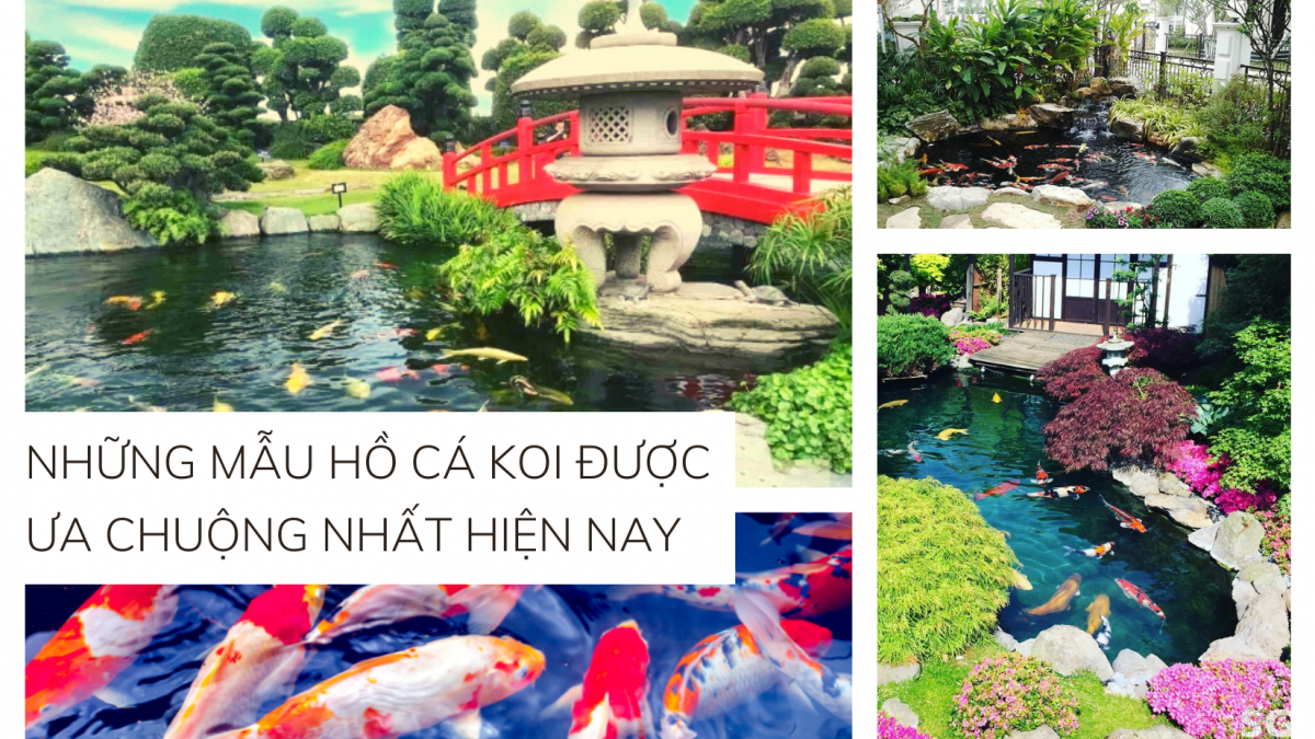 Những mẫu hồ cá Koi được ưa chuộng nhất hiện nay