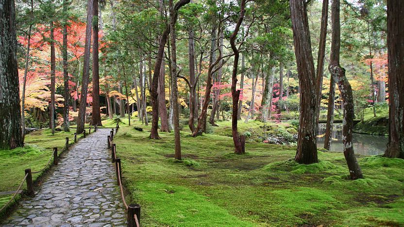 Kokedera (Kyoto)