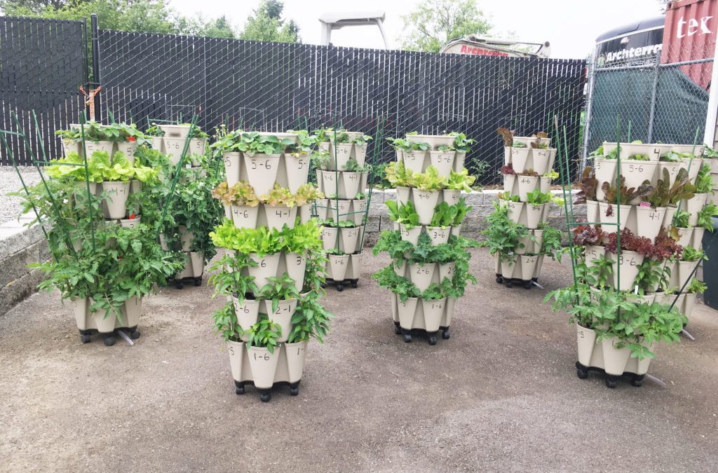 Người chiến thắng cuộc thi ảnh GreenStalk 2019