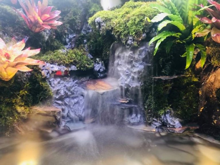 Thi Công Hồ Cá Koi Kết Hợp Bán Cạn Phong Cách Nhiệt Đới (Tropical Paludarium)