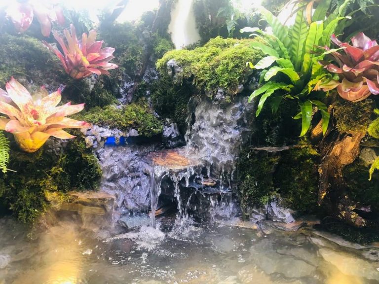 Thi Công Hồ Cá Koi Kết Hợp Bán Cạn Phong Cách Nhiệt Đới (Tropical Paludarium)